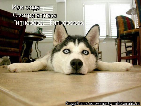 Иди сюда, Смотри в глаза Гипнооооз... Гипноооооз...... Котоматрица: Иди сюда, Смотри в глаза Гипнооооз... Гипноооооз...