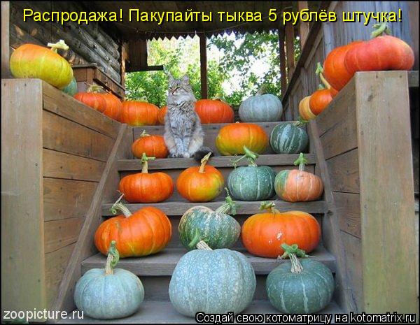 Распродажа! Пакупайты тыква 5 рублёв штучка!... Котоматрица: Распродажа! Пакупайты тыква 5 рублёв штучка!