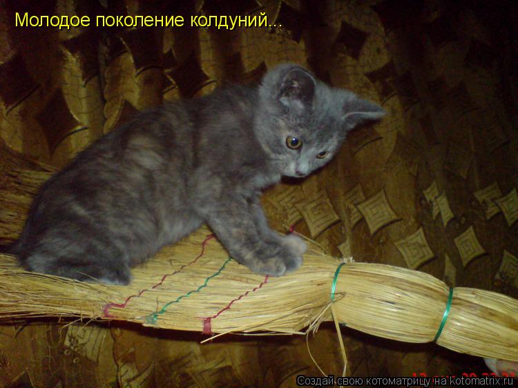 Молодое поколение колдуний...... Котоматрица: Молодое поколение колдуний...