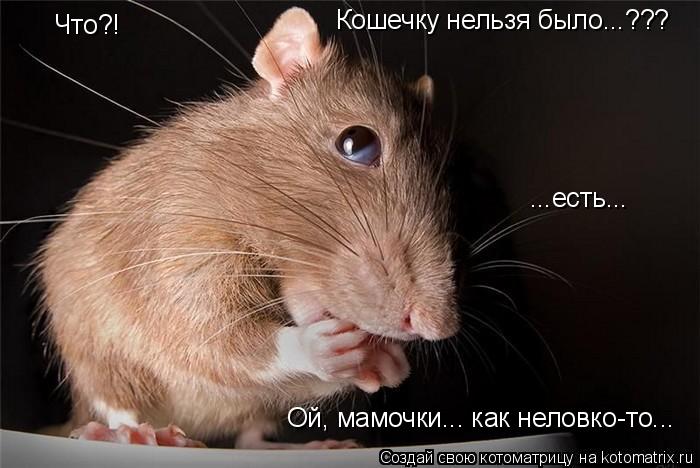 Что?! Кошечку нельзя было...??? ...есть... Ой, мамочки... как неловко-то...... Котоматрица: Что?! Кошечку нельзя было...??? ...есть... Ой, мамочки... как неловко-то...