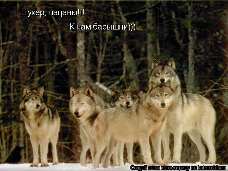 Шухер, пацаны!!! К нам барышни)))... Котоматрица: Шухер, пацаны!!! К нам барышни)))