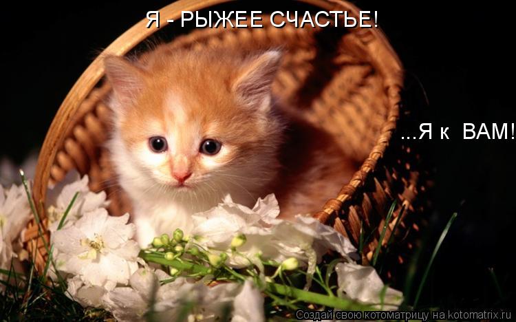 Я - РЫЖЕЕ СЧАСТЬЕ! ...Я к ВАМ!... Котоматрица: Я - РЫЖЕЕ СЧАСТЬЕ! ...Я к ВАМ!