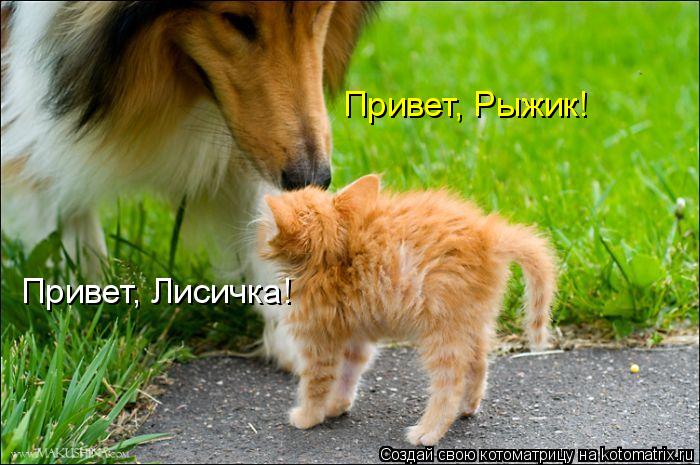 Привет, Рыжик! Привет, Лисичка!... Котоматрица: Привет, Рыжик! Привет, Лисичка!