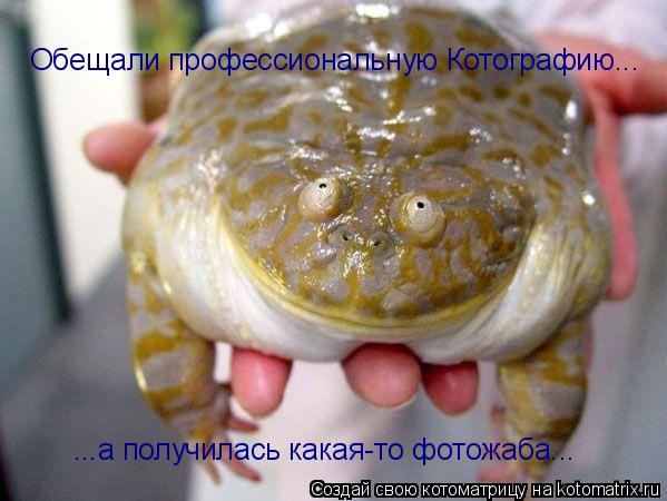 Обещали профессиональную Котографию... ...а получилась какая-то фотожаба...... Котоматрица: Обещали профессиональную Котографию... ...а получилась какая-то фотожаба...