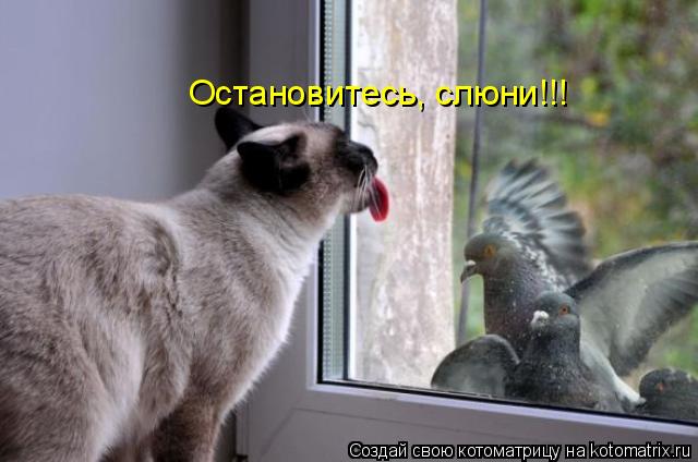 Остановитесь, слюни!!!... Котоматрица: Остановитесь, слюни!!!