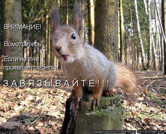 Котоматрица: Всмотритесь! ВНИМАНИЕ! Если на пне проявляется белка, З А В Я З Ы В А Й Т Е ! ! !