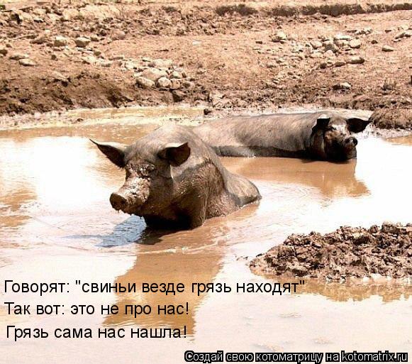 Говорят: "свиньи везде грязь находят" Так вот: это не про нас! Грязь сама нас нашла!... Котоматрица: Говорят: "свиньи везде грязь находят" Так вот: это не про нас! Грязь сама нас нашла!