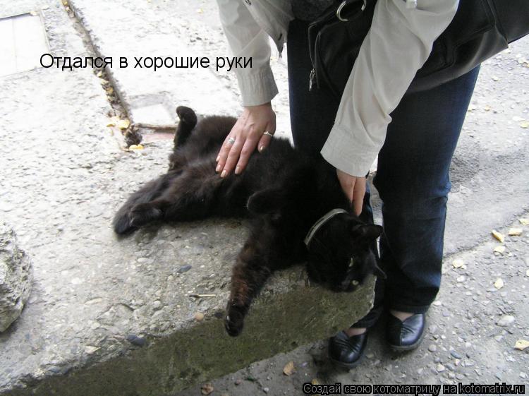 Отдался в хорошие руки... Котоматрица: Отдался в хорошие руки