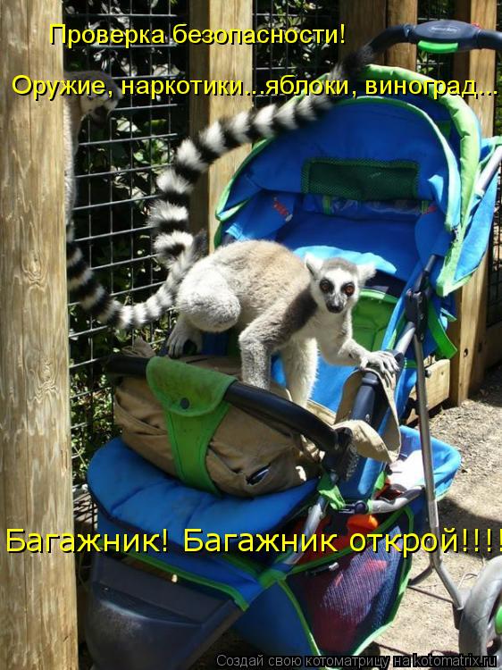 Проверка безопасности! Оружие, наркотики...яблоки, виноград.... Багажник! Багажник открой!!!!... Котоматрица: Проверка безопасности! Оружие, наркотики...яблоки, виноград.... Багажник! Багажник открой!!!!