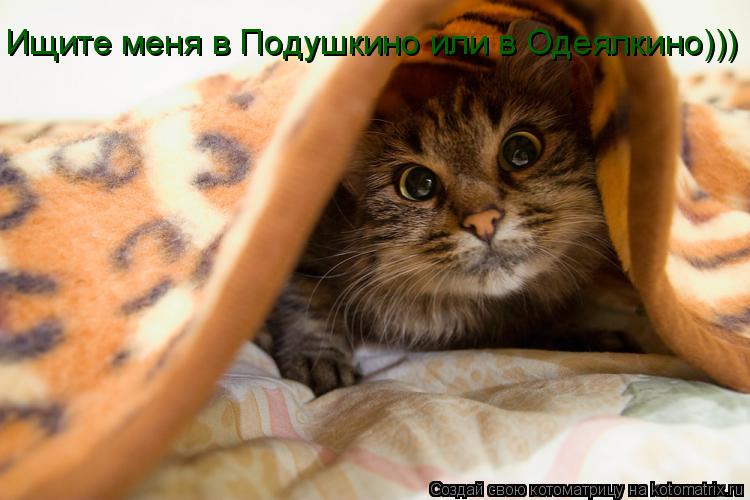 Ищите меня в Подушкино или в Одеялкино)))... Котоматрица: Ищите меня в Подушкино или в Одеялкино)))