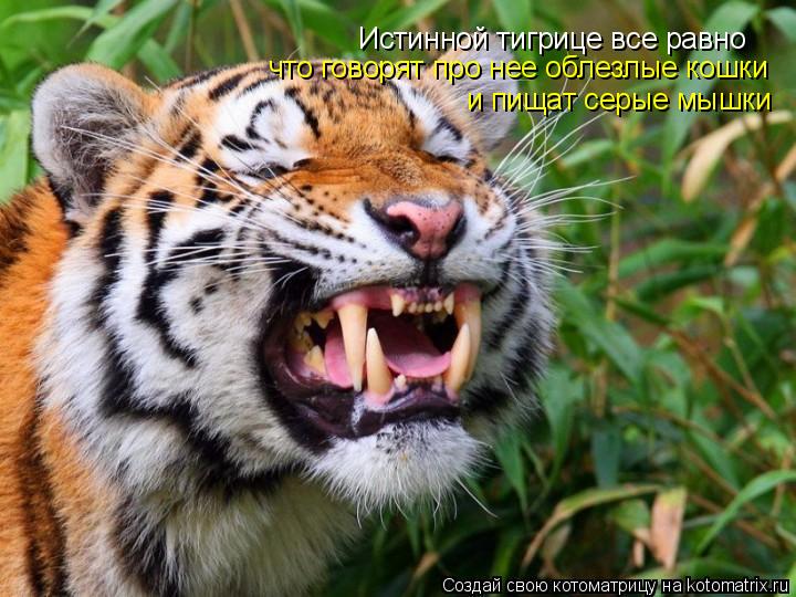 Истинной тигрице все равно что говорят про нее облезлые кошки и пищат серые мышки... Котоматрица: Истинной тигрице все равно что говорят про нее облезлые кошки и пищат серые мышки