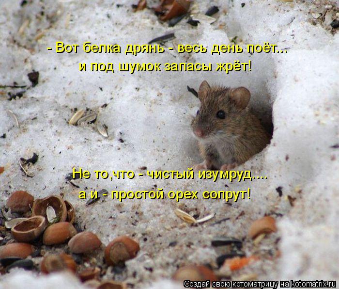 - Вот белка дрянь - весь день поёт... и под шумок запасы жрёт! Не то,что - чистый изумруд.... а и - п... Котоматрица: - Вот белка дрянь - весь день поёт... и под шумок запасы жрёт! Не то,что - чистый изумруд.... а и - простой орех сопрут!
