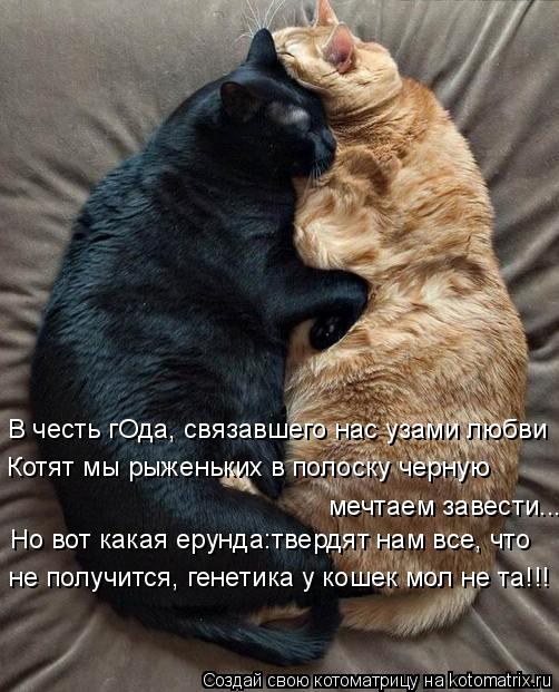 В честь гОда, связавшего нас узами любви Котят мы рыженьких в полоску черную мечтаем завести... Но во... Котоматрица: В честь гОда, связавшего нас узами любви Котят мы рыженьких в полоску черную мечтаем завести... Но вот какая ерунда:твердят нам все, что не по