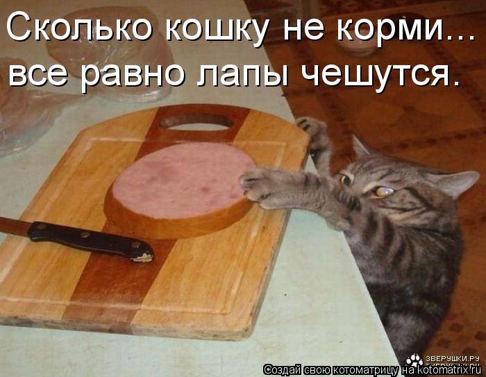 не корми не корми Сколько кошку не корми... все равно лапы чешутся.... Котоматрица: не корми не корми Сколько кошку не корми... все равно лапы чешутся.