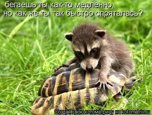 бегаешь ты как-то медленно, но как же ты так быстро спряталась?... Котоматрица: бегаешь ты как-то медленно, но как же ты так быстро спряталась?