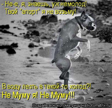 - Не-е, я, знаешь, уж немолод! Твой "апорт" я не возьму! В воду лезть в такой-то холод?! Не Муму я! Н... Котоматрица: - Не-е, я, знаешь, уж немолод! Твой "апорт" я не возьму! В воду лезть в такой-то холод?! Не Муму я! Не Муму!!!