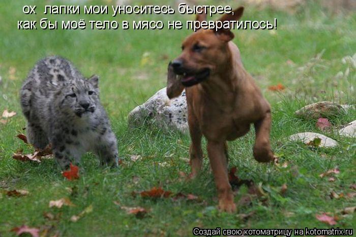 ох лапки мои уноситесь быстрее, как бы моё тело в мясо не превратилось!... Котоматрица: ох лапки мои уноситесь быстрее, как бы моё тело в мясо не превратилось!