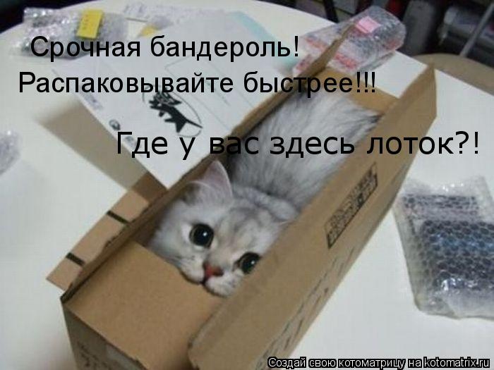 Котоматрица: Срочная бандероль! Распаковывайте быстрее!!! Где у вас здесь лоток?!