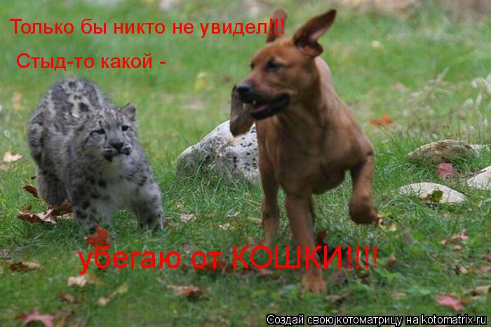 Только бы никто не увидел!!! Стыд-то какой - убегаю от КОШКИ!!!!... Котоматрица: Только бы никто не увидел!!! Стыд-то какой - убегаю от КОШКИ!!!!