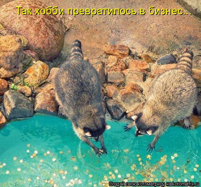 Так хобби превратилось в бизнес...... Котоматрица: Так хобби превратилось в бизнес...