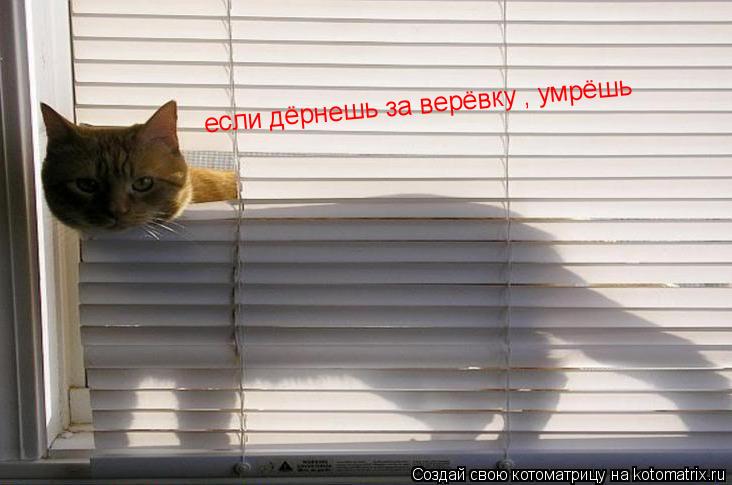 если дёрнешь за верёвку , умрёшь... Котоматрица: если дёрнешь за верёвку , умрёшь