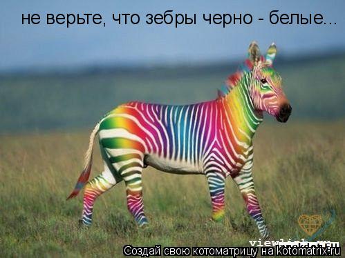 не верьте, что зебры черно - белые...... Котоматрица: не верьте, что зебры черно - белые...
