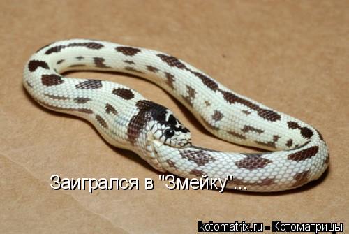 Заигрался в "Змейку"...... Котоматрица: Заигрался в "Змейку"...