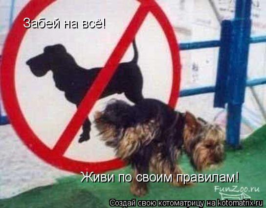 Забей на всё! Живи по своим правилам!... Котоматрица: Забей на всё! Живи по своим правилам!