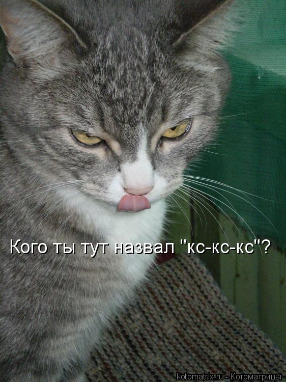 Кого ты тут назвал "кс-кс-кс"?... Котоматрица: Кого ты тут назвал "кс-кс-кс"?