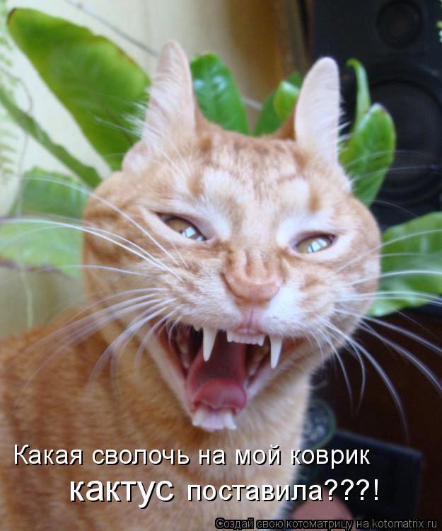 Котоматрица: Какая сволочь на мой коврик кактус поставила???!