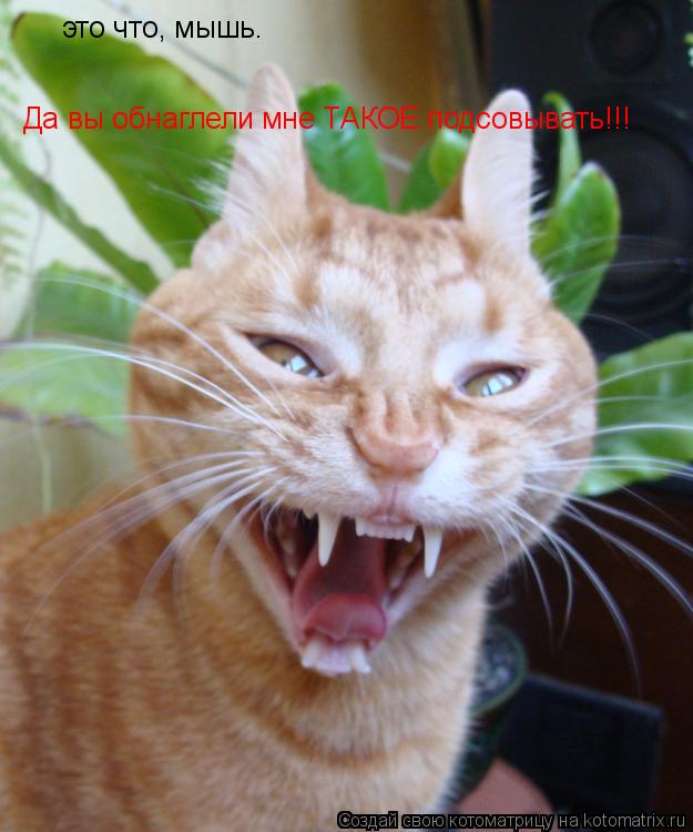 Котоматрица: это что, мышь. Да вы обнаглели мне ТАКОЕ подсовывать!!!
