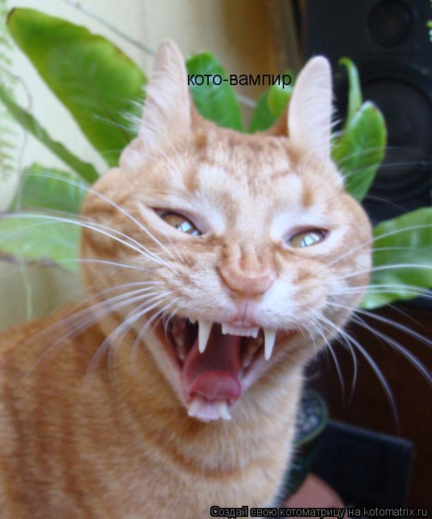Котоматрица: кото-вампир