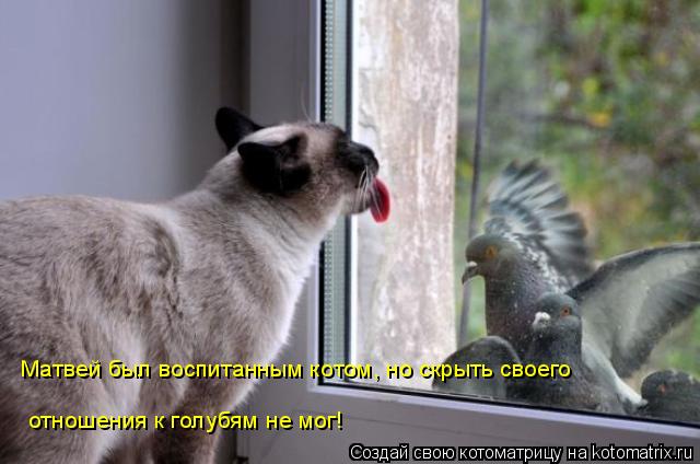 Котоматрица: Матвей был воспитанным котом, но скрыть своего отношения к голубям не мог!