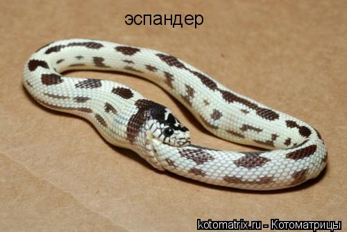 Котоматрица: эспандер