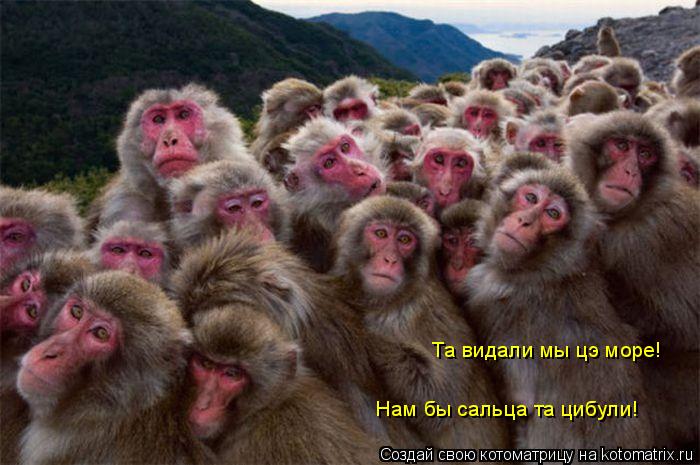 Та видали мы цэ море! Нам бы сальца та цибули!... Котоматрица: Та видали мы цэ море! Нам бы сальца та цибули!