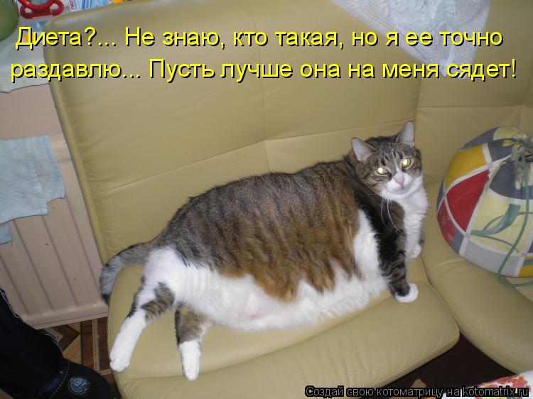Диета?... Не знаю, кто такая, но я ее точно раздавлю... Пусть лучше она на меня сядет!... Котоматрица: Диета?... Не знаю, кто такая, но я ее точно раздавлю... Пусть лучше она на меня сядет!