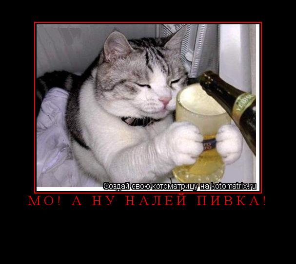 ... Котоматрица: