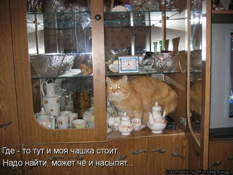 Надо найти, может чё и насыпят... Где - то тут и моя чашка стоит..... Котоматрица: Надо найти, может чё и насыпят... Где - то тут и моя чашка стоит..