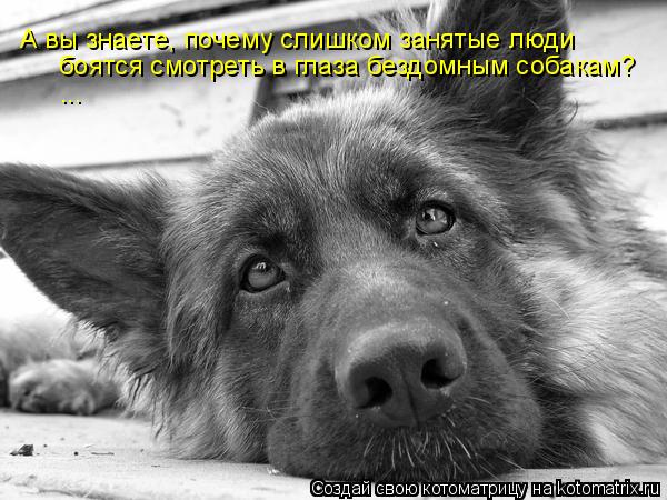 боятся смотреть в глаза бездомным собакам? ... А вы знаете, почему слишком занятые люди... Котоматрица: боятся смотреть в глаза бездомным собакам? ... А вы знаете, почему слишком занятые люди