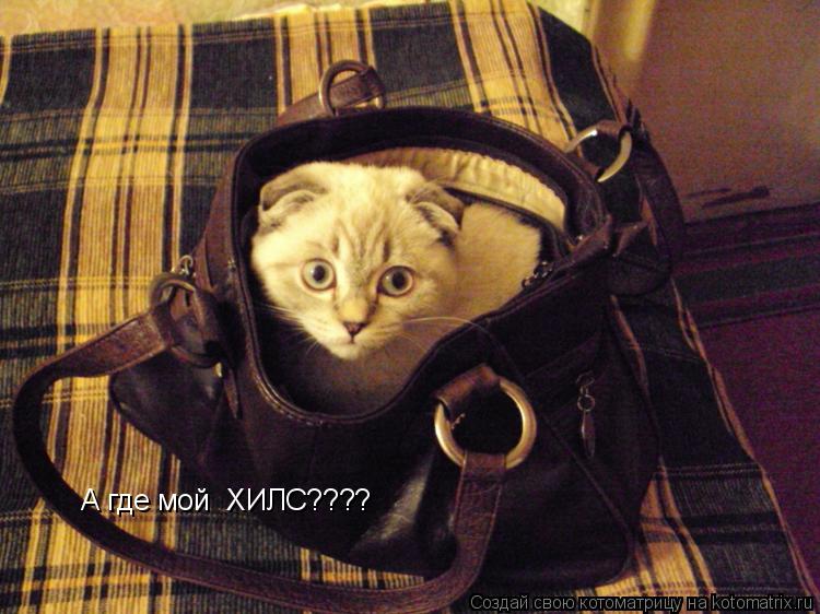 А где мой ХИЛС????... Котоматрица: А где мой ХИЛС????