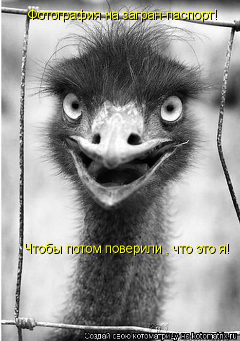 Фотография на загран-паспорт! Чтобы потом поверили , что это я!... Котоматрица: Фотография на загран-паспорт! Чтобы потом поверили , что это я!