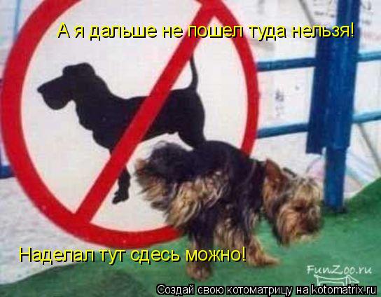 А я дальше не пошел туда нельзя! Наделал тут сдесь можно!... Котоматрица: А я дальше не пошел туда нельзя! Наделал тут сдесь можно!