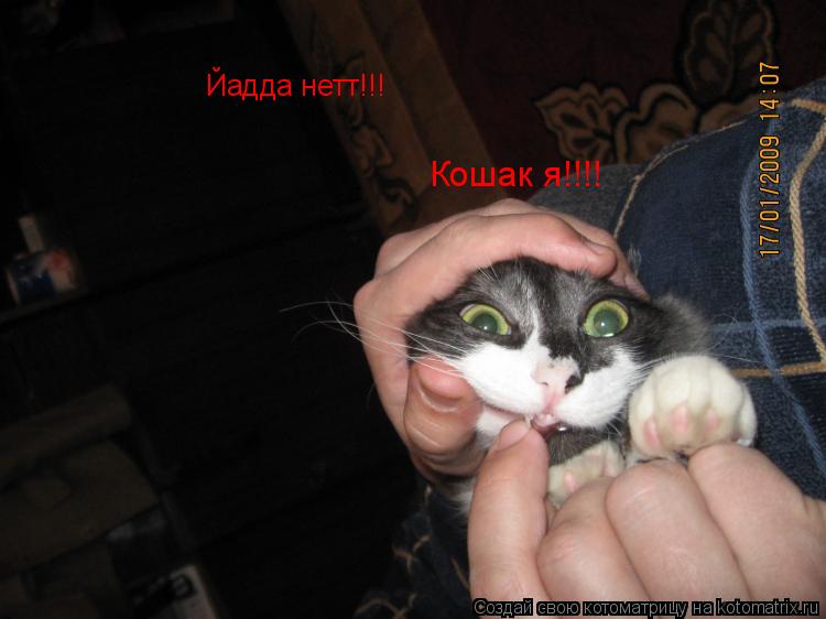 Йадда нетт!!! Кошак я!!!!... Котоматрица: Йадда нетт!!! Кошак я!!!!