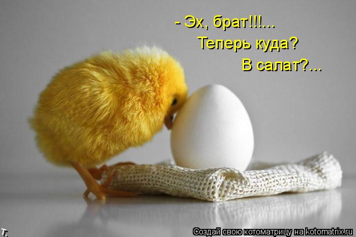 - Эх, брат!!!... Теперь куда? В салат?...... Котоматрица: - Эх, брат!!!... Теперь куда? В салат?...