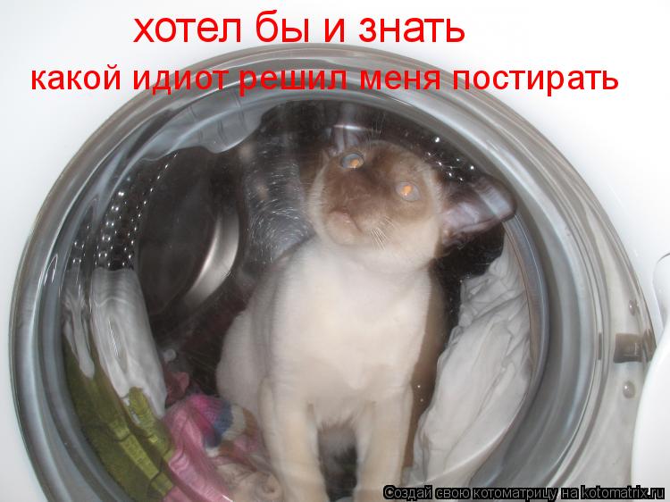 хотел бы и знать какой идиот решил меня постирать... Котоматрица: хотел бы и знать какой идиот решил меня постирать