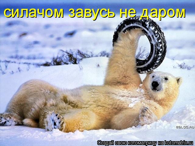 силачом завусь не даром... Котоматрица: силачом завусь не даром