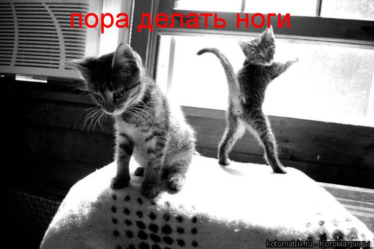 пора делать ноги... Котоматрица: пора делать ноги