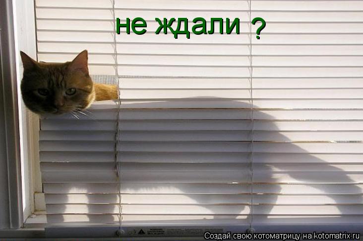 не ждали ?... Котоматрица: не ждали ?