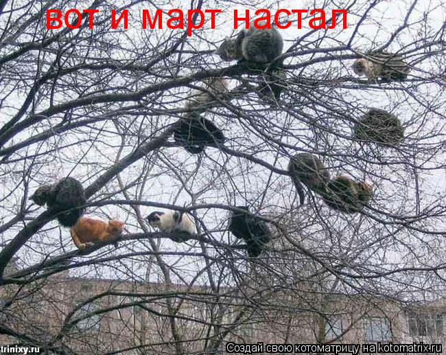 вот и март настал... Котоматрица: вот и март настал