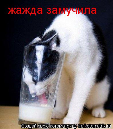 жажда замучила... Котоматрица: жажда замучила